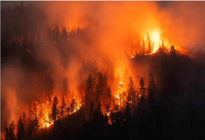 Supporting Lung Health During Wildfire Season: Natural Remedies and Supplements
