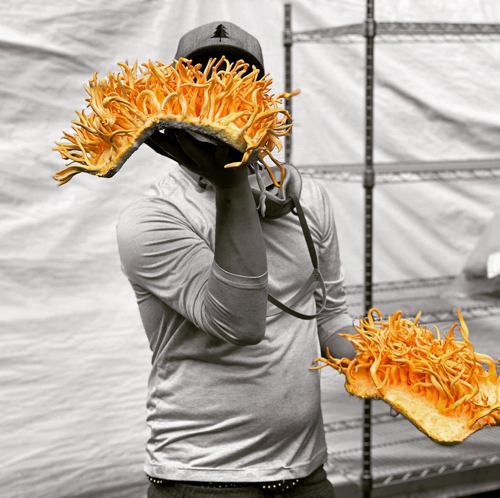 Cordyceps Dual Extract Tincture