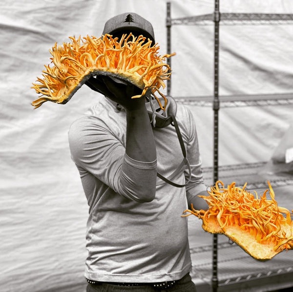 Cordyceps Dual Extract Tincture